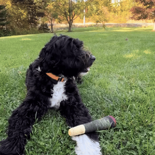 ๐พPet Teething Toys